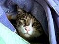 Owners and pets cling for comfort