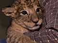 Three Little Lion Cubs