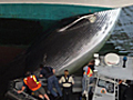 Whale impaled on cruise ship bow