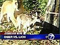 Baby deer escapes lion at DC zoo
