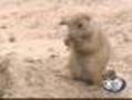 Prairie Dogs Frolic At Texas Zoo