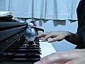 ピアノと文鳥&#12290;