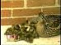 Mother Has Ducklings Born In Planter Box