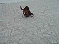 Dog Owns Little Ice Skater Video