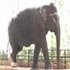 Elephant waits to be set free