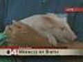 Squealy Lil&#039; Piglet Yodels Over News Anchors&#039; Read