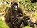 Gorilla Baby erfreut Safari-Park