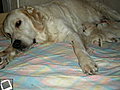 Les   puppies de   Fedge Noroy du Plessy  et Seal du Bois de la Rayére golden retriever sont nés