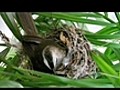 Bird chicks feeding from female bird - location: Bangkok,  Thailand