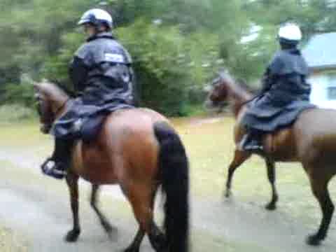 Raw video: Sheriff’s mounted patrol search wooded area for missing woman