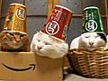 Sleepy Cats with Cups as Hats