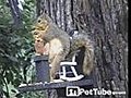 Squirrel Takes a Seat to Eat