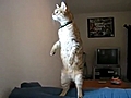 Standing Cat