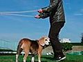 Dog Jumping Rope