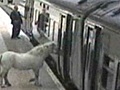 Weird News - Man Tries to Bring Pony On Train and Fails