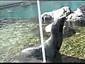 Seal Yelling Like A Man