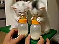 ﾐﾙｸﾀｲﾑ♪