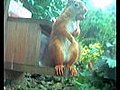 A Red Squirrel in our garden