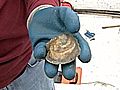 Oyster Harvesting