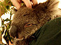 A Day To Remember Hang Out With A Koala