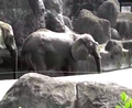 台北木柵動物園