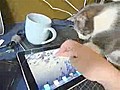 Cat Investigates iPad