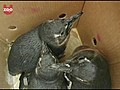 Orphan Penguins Go Home