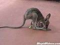 Wallaby Sucks Its Thumb