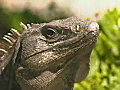 Royalty Free Stock Video SD Footage Zoom Into a Large Iguana Sitting in the Grass in Cancun,  Mexico