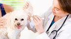 Your Puppy’s First Veterinary Visit