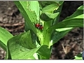 How to Control Lily Beetles