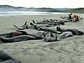 Il dramma di 107 balene spiaggiate