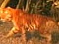 Controversy over tiger population in Sunderbans