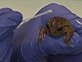 Pathogen Threatens Amphibians