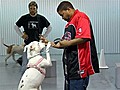 Advocacy group aims to ‘End Dogfighting’