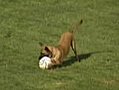 Police Dog Steals Soccer Ball