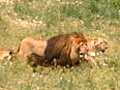 Bolivian Lions On The Loose