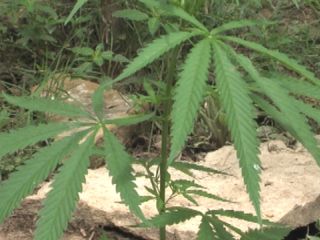 Mexican Cartel Responsible for Missouri Marijuana Field?