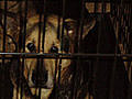 Katrina&#039;s pet victims delayed
