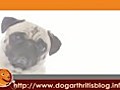 Dog Arthritis PT Series 2 - Weights