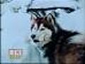 Attorney Questions Investigation Into Dog Shooting