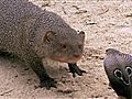 National Geographic Animals - Cobra Vs. Mongoose