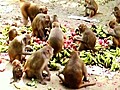 Monkey Banquet