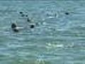 Seal Tours Are Attracting Shark Fans