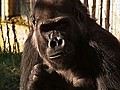 Male gorilla brought in for the ladies