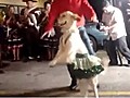Chilean dancing dog
