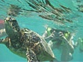 25feb  Hanauma snorkel tour 2