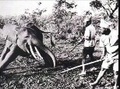 L&#039; homme, la plus grande erreur de la nature 3