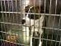Program Tries To Save Pit Bulls From Animal Abuse