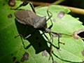 Stink Bugs Swarm Local Farms